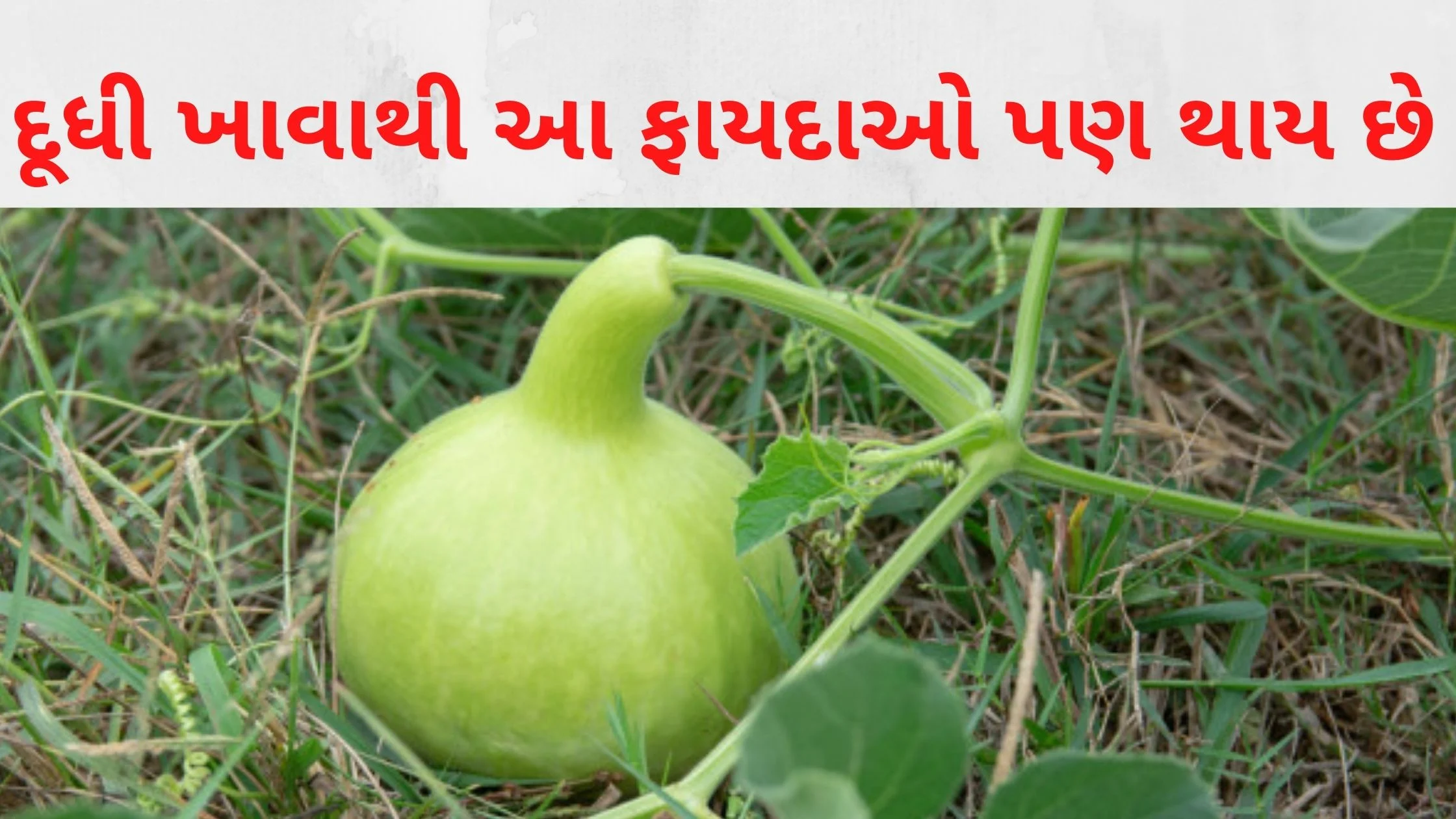 Dudhi khavana fayda