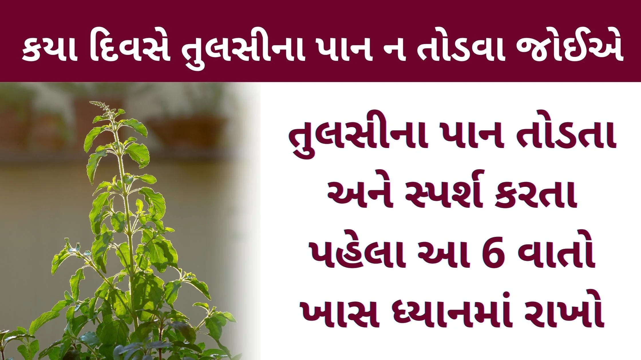 tulsi uses in gujarati