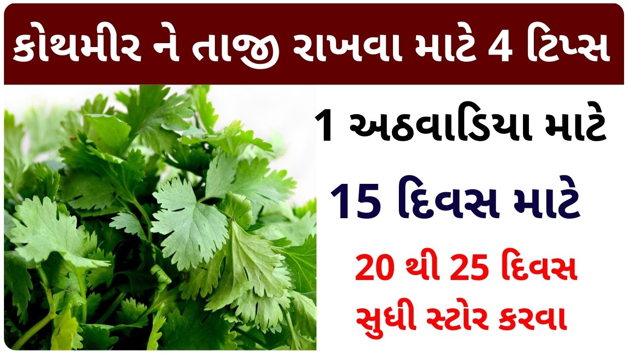 kothmir stor karavani rit