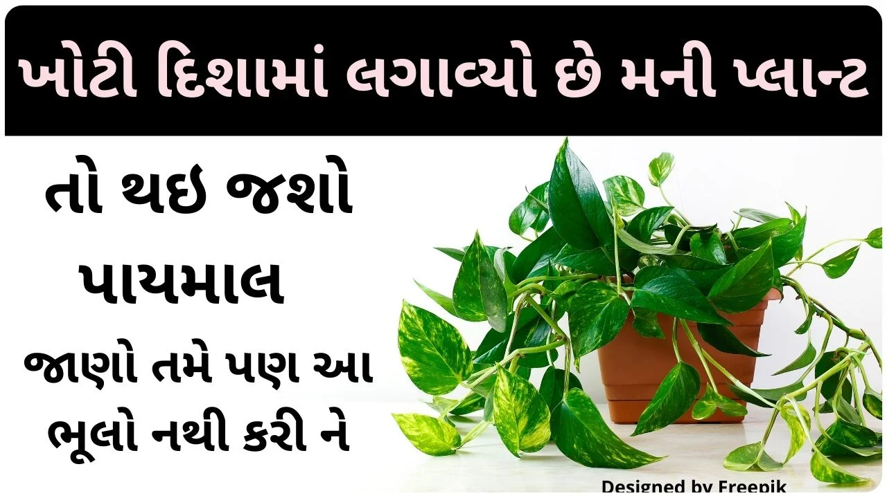 money plant vastu tips gujarati