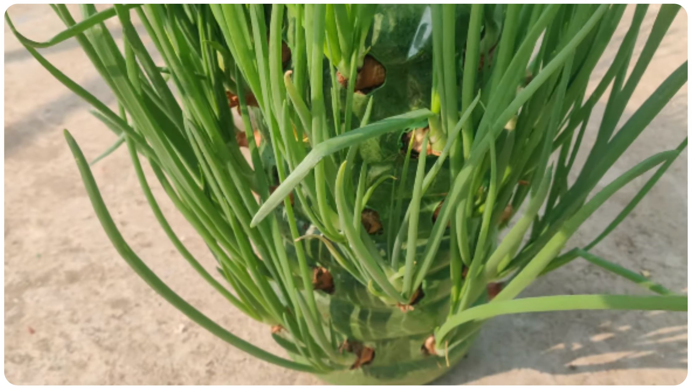 how to plant garlic at home in gujarati