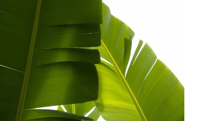 banana leaves