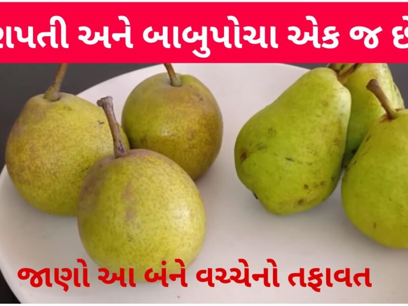 difference between nashpati and babugosha in gujarati