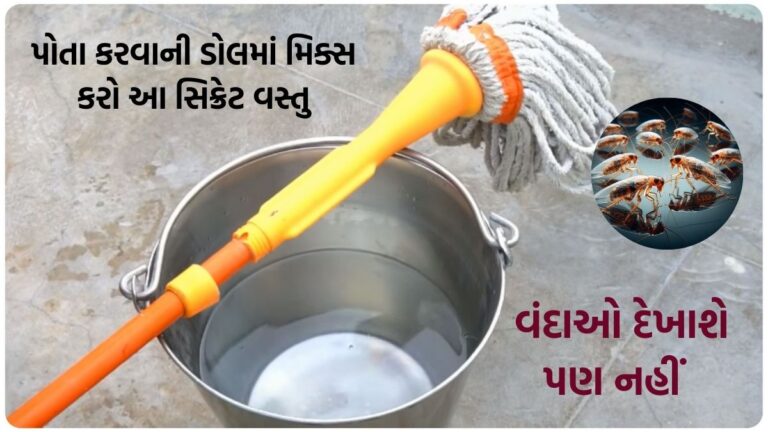 પોતા કરવાની ડોલમાં મિક્સ કરો આ સિક્રેટ વસ્તુ, વંદાઓ દેખાશે પણ નહીં